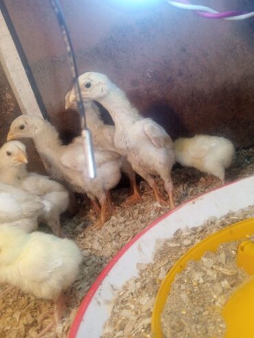 Pure white shamo chicks