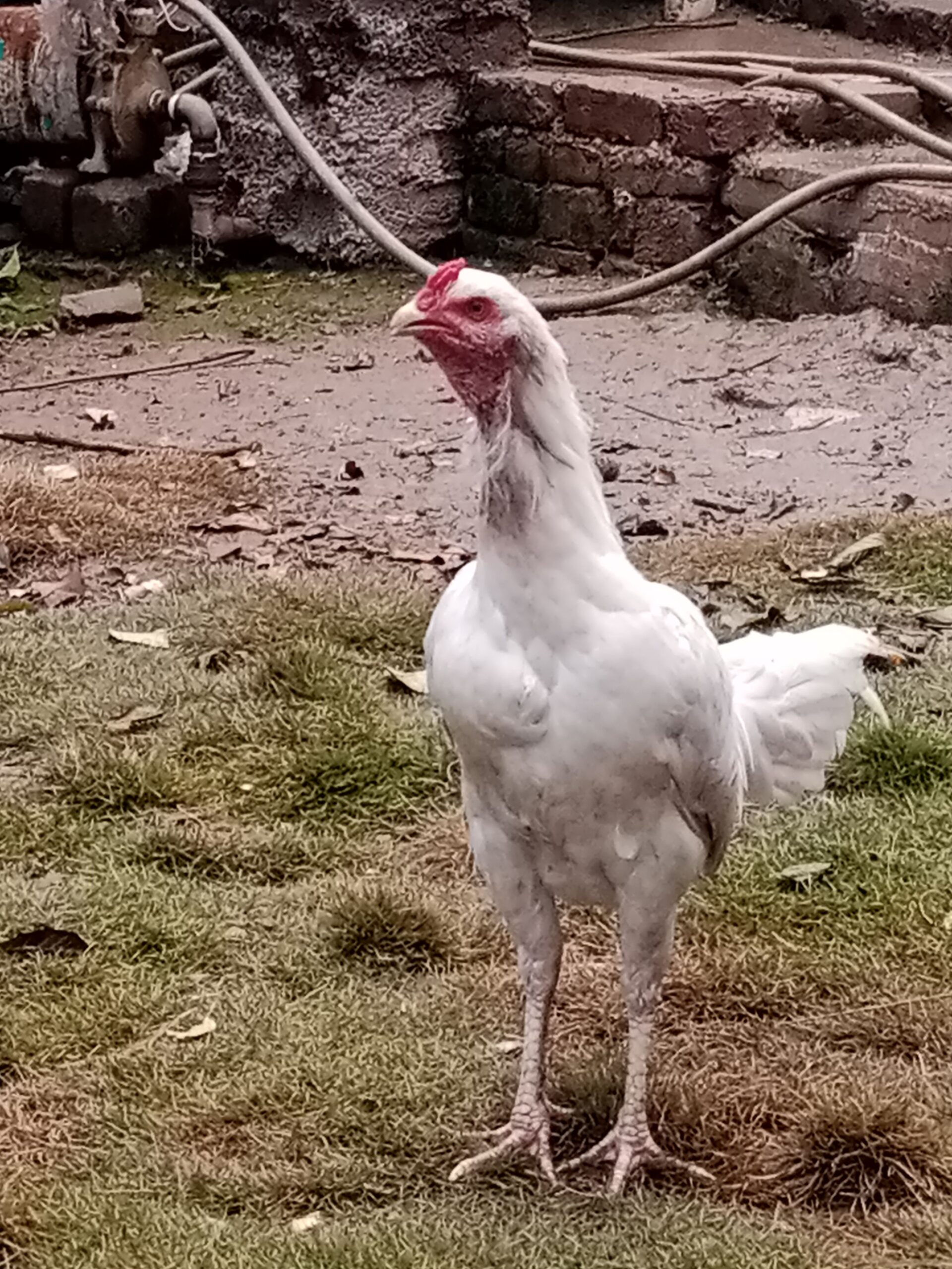 Heera aseel pair