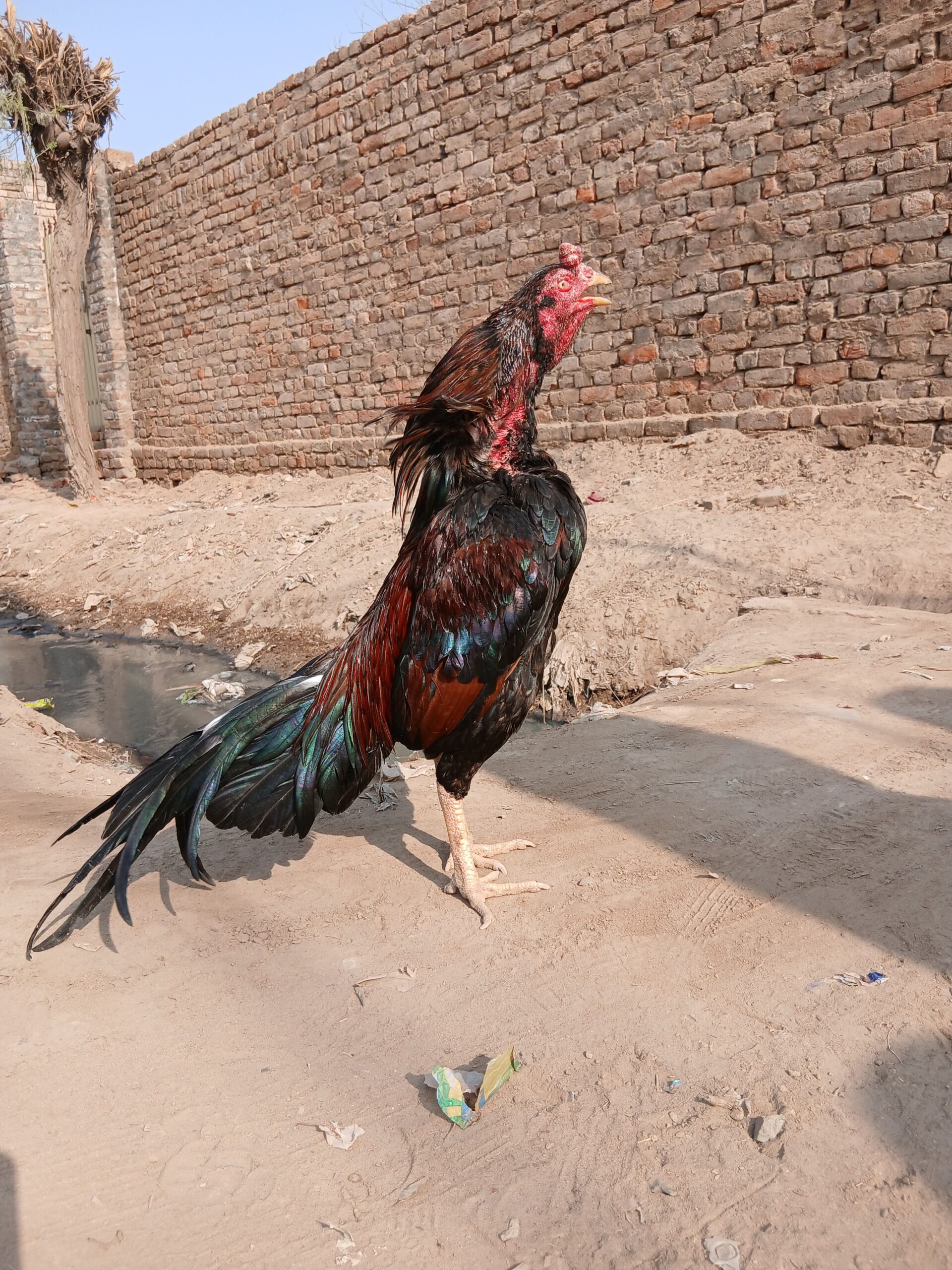 Mianwali aseel