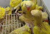 Yellow ringneck chicks