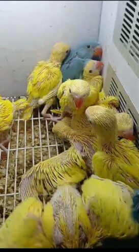 Yellow ringneck chicks