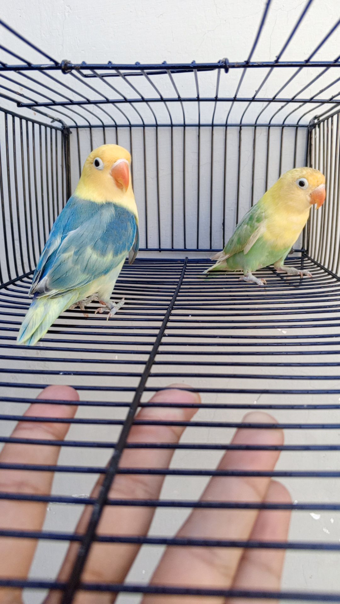 Parbule Into Parbule pair