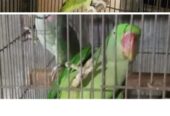 Raw and yellow ringneck pair