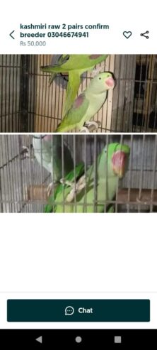 Raw and yellow ringneck pair