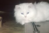 Persian cat