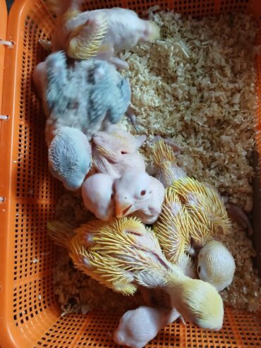 Yellow ringneck chicks