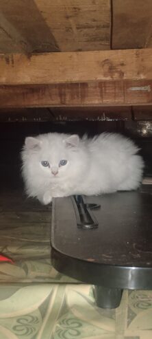 Persian cat