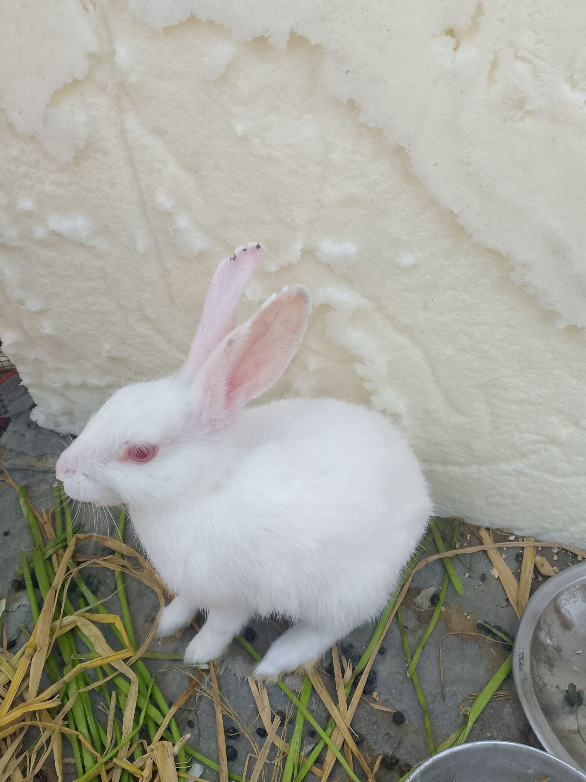 Rabit