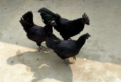 AYAM CEMANI/BRAHMA/WYANDOTTE/HEAVY COCHIN FERTILE EGGS
