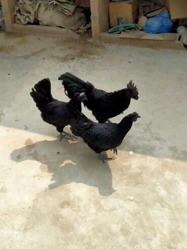 AYAM CEMANI/BRAHMA/WYANDOTTE/HEAVY COCHIN FERTILE EGGS