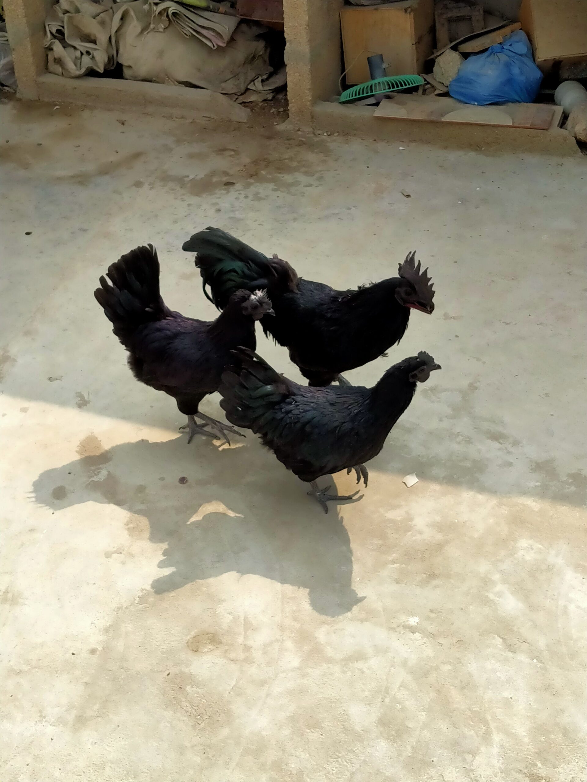AYAM CEMANI/BRAHMA/WYANDOTTE/HEAVY COCHIN FERTILE EGGS