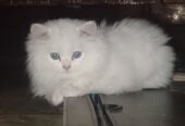 Persian cat