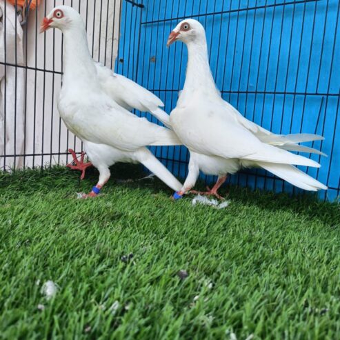 Danish and black tail pigeon healthy and active