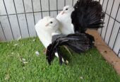 Danish and black tail pigeon healthy and active