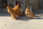 AYAM CEMANI/BRAHMA/WYANDOTTE/HEAVY COCHIN FERTILE EGGS