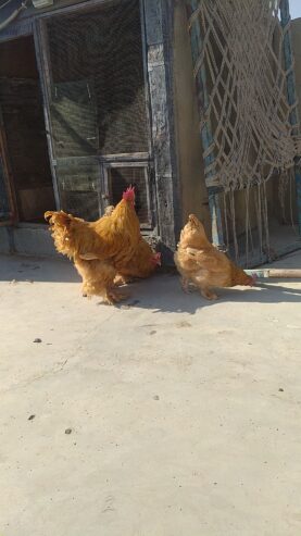 AYAM CEMANI/BRAHMA/WYANDOTTE/HEAVY COCHIN FERTILE EGGS