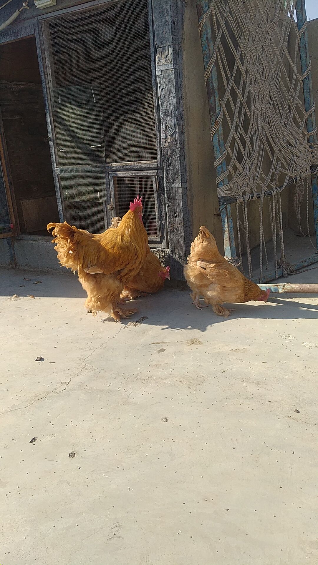 AYAM CEMANI/BRAHMA/WYANDOTTE/HEAVY COCHIN FERTILE EGGS