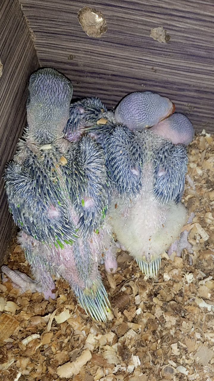 Raw chiks