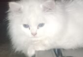 Persian cat