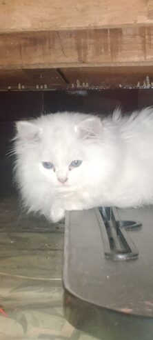 Persian cat