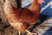 Louhmann brown hen | egg laying hen | age 24 weeks