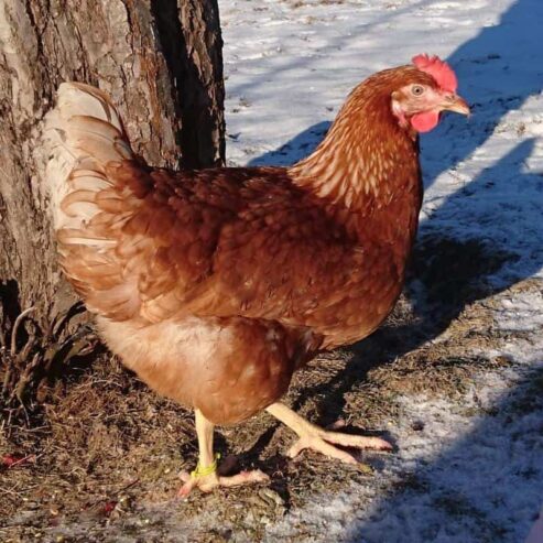 Louhmann brown hen | egg laying hen | age 24 weeks