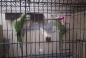 Breader pair parrot