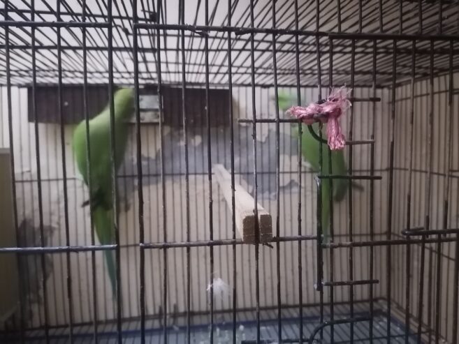 Breader pair parrot