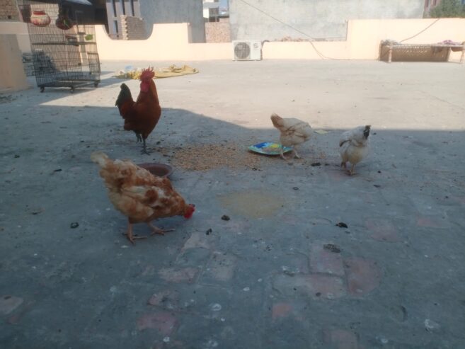 egg laying hen desi hen and Cock