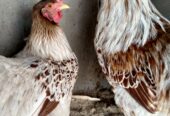 AYAM CEMANI/BRAHMA/WYANDOTTE/HEAVY COCHIN FERTILE EGGS