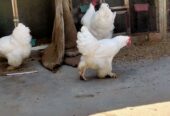 AYAM CEMANI/BRAHMA/WYANDOTTE/HEAVY COCHIN FERTILE EGGS