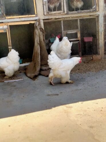 AYAM CEMANI/BRAHMA/WYANDOTTE/HEAVY COCHIN FERTILE EGGS