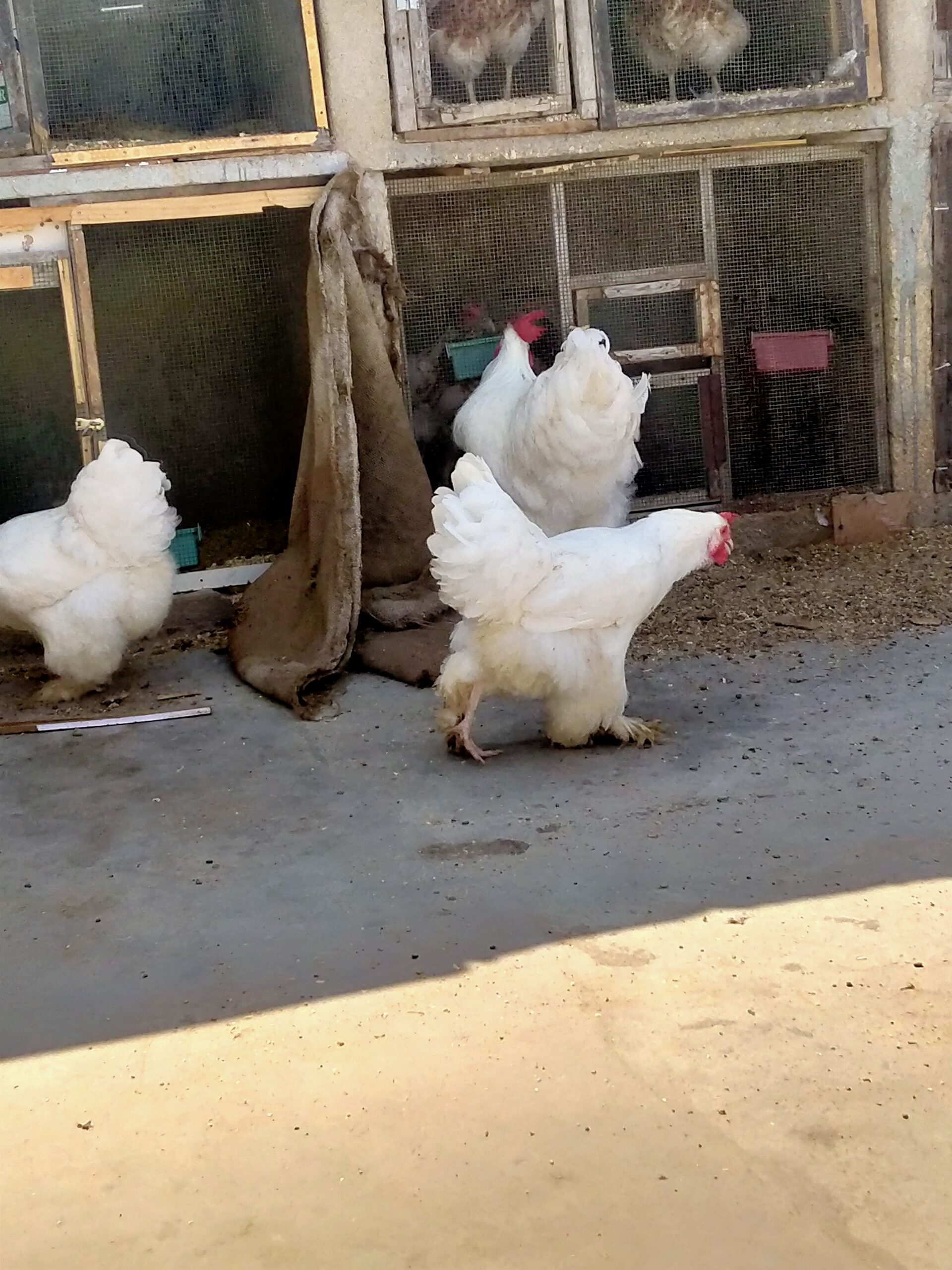 AYAM CEMANI/BRAHMA/WYANDOTTE/HEAVY COCHIN FERTILE EGGS