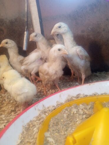 Pure white shamo chicks