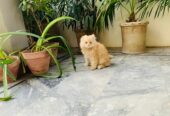 Pure Persian tripple coat brown color Kitten is available having age of 2 months