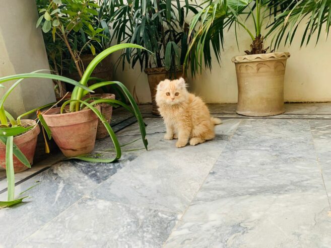 Pure Persian tripple coat brown color Kitten is available having age of 2 months