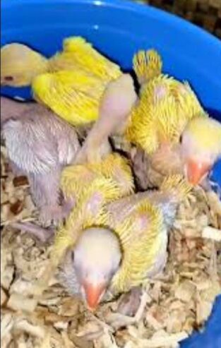 Yellow ringneck chicks