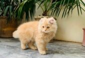 Pure Persian tripple coat brown color Kitten is available having age of 2 months