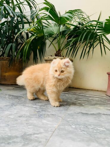 Pure Persian tripple coat brown color Kitten is available having age of 2 months