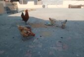 egg laying hen desi hen and Cock