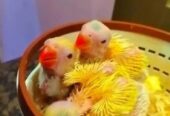 Yellow ringneck chicks