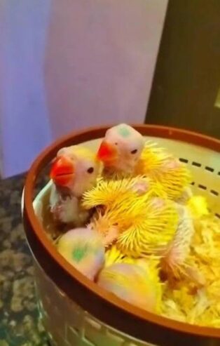 Yellow ringneck chicks