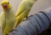 Raw and yellow ringneck pair