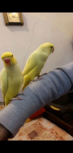 Raw and yellow ringneck pair