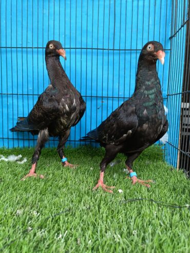 Danish and black tail pigeon healthy and active