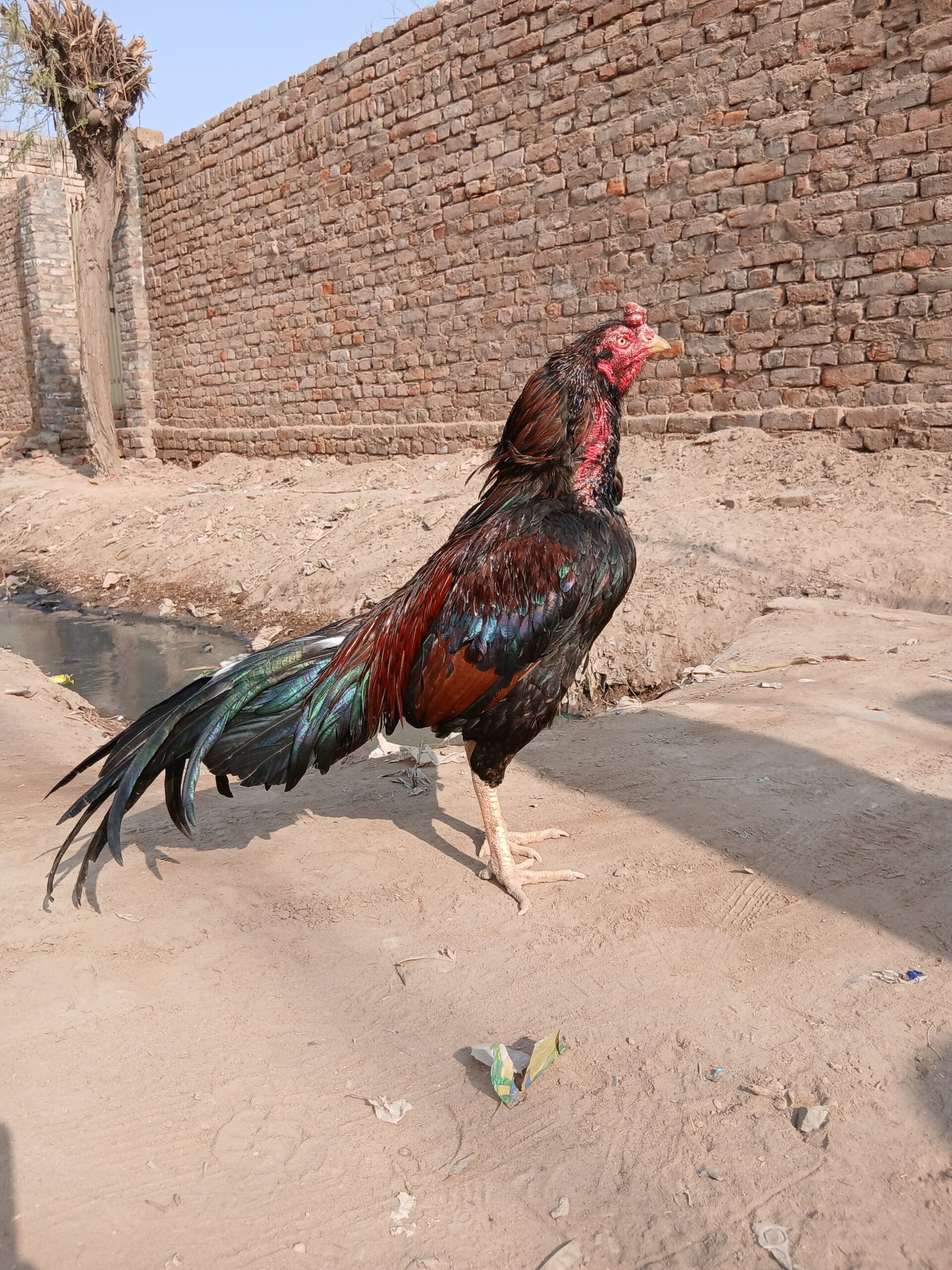Mianwali aseel