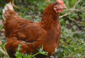 Louhmann brown hen | egg laying hen | age 24 weeks