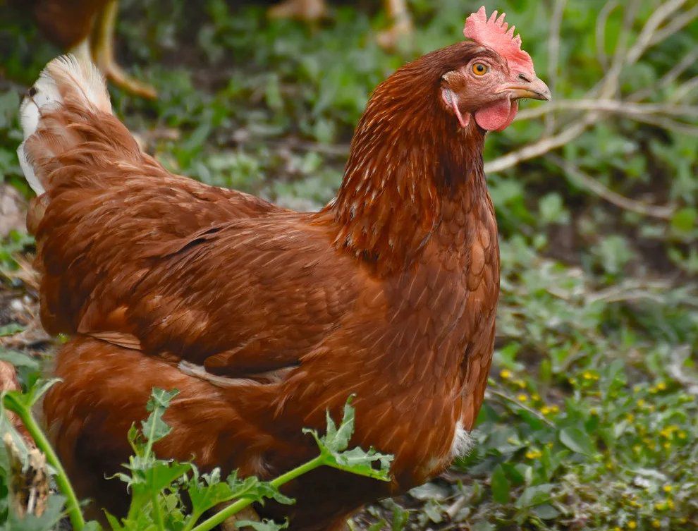 Louhmann brown hen | egg laying hen | age 24 weeks