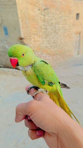 Face to face toking male hand tame for sale location burawala cargo available All Pakistan