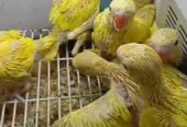 Yellow ringneck chicks